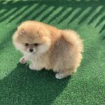 Diana-female-pomeranian-puppy-for-sale-1 (5)
