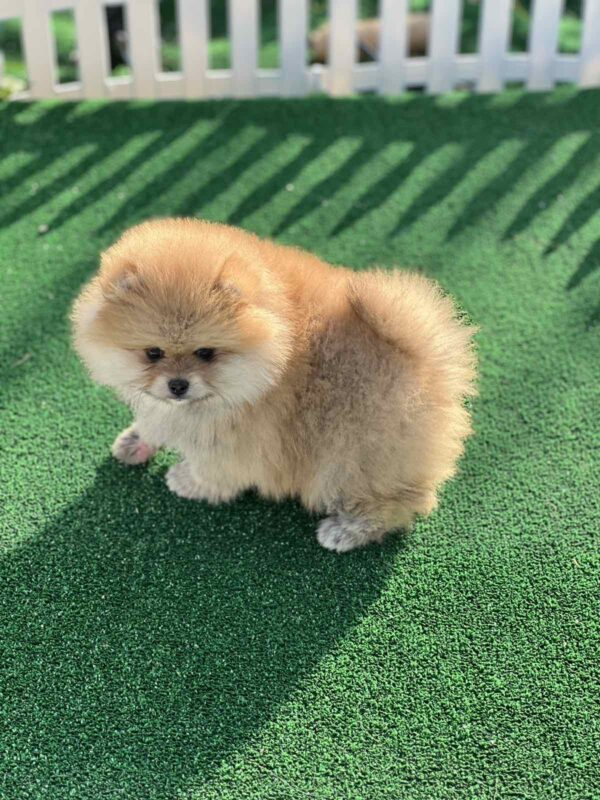 Diana Pomeranian Diana Pomeranian
