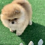 Diana-female-pomeranian-puppy-for-sale-1 (6)