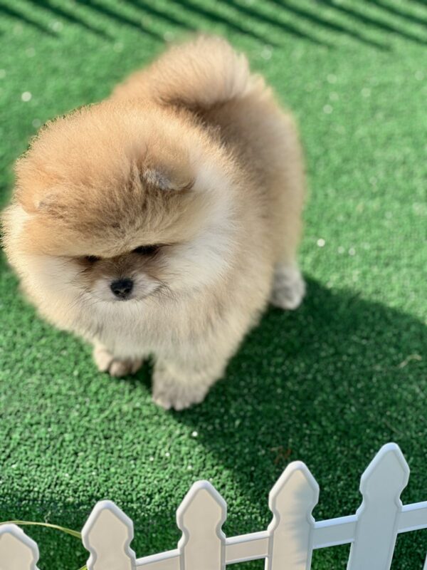 Diana Pomeranian Diana Pomeranian
