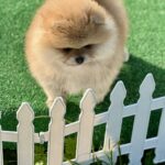 Diana-female-pomeranian-puppy-for-sale-1 (7)