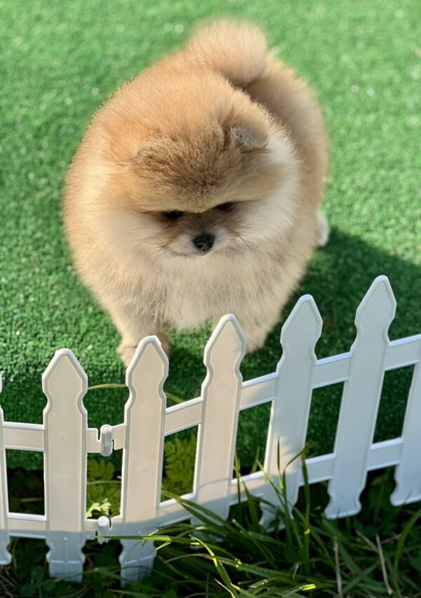 Diana Pomeranian Diana Pomeranian