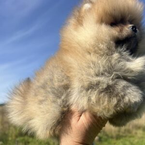 Dominica Pomeranian Dominica Pomeranian