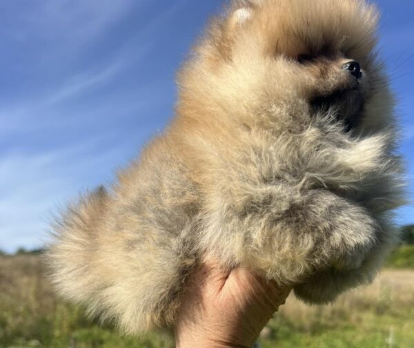 Dominica Pomeranian Dominica Pomeranian