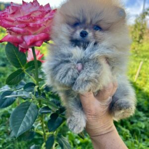 Dominica Pomeranian Dominica Pomeranian