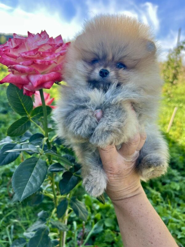 Dominica Pomeranian Dominica Pomeranian
