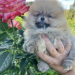 Dominica-female-pomeranian-puppy-for-sale-1 (3)