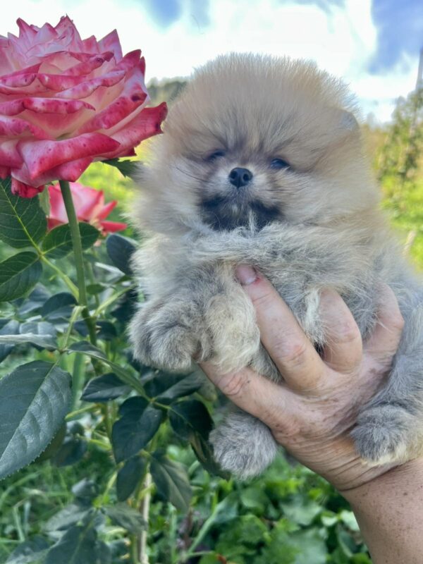 Dominica Pomeranian Dominica Pomeranian