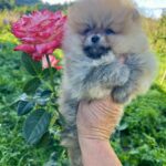 Dominica-female-pomeranian-puppy-for-sale-1 (4)