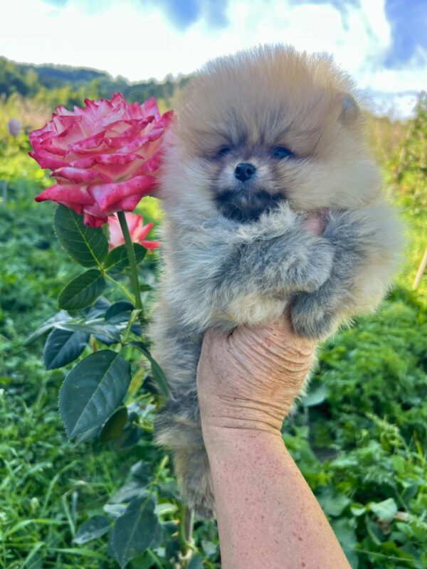 Dominica Pomeranian Dominica Pomeranian