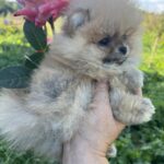 Dominica-female-pomeranian-puppy-for-sale-1 (5)
