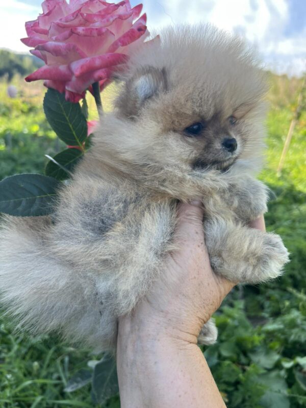 Dominica Pomeranian Dominica Pomeranian
