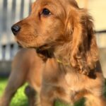 Dorian-male-English-Cocker-Spaniel-puppy-for-sale-1