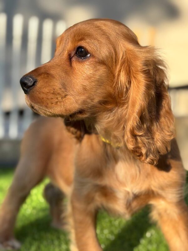 Dorian English Cocker Spaniel Dorian English Cocker Spaniel