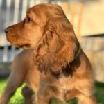 Dorian-male-English-Cocker-Spaniel-puppy-for-sale-2