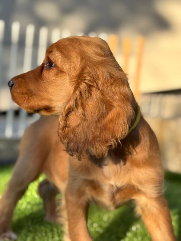 Dorian English Cocker Spaniel Dorian English Cocker Spaniel