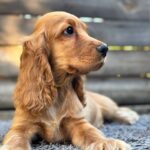 Dorian-male-English-Cocker-Spaniel-puppy-for-sale-3