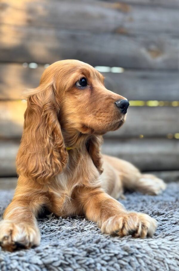 Dorian English Cocker Spaniel Dorian English Cocker Spaniel