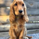 Dorian-male-English-Cocker-Spaniel-puppy-for-sale-4