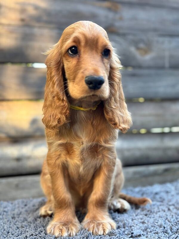 Dorian English Cocker Spaniel Dorian English Cocker Spaniel
