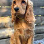 Dorian-male-English-Cocker-Spaniel-puppy-for-sale-5