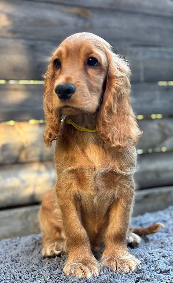 Dorian English Cocker Spaniel Dorian English Cocker Spaniel