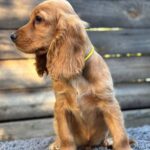 Dorian-male-English-Cocker-Spaniel-puppy-for-sale-6