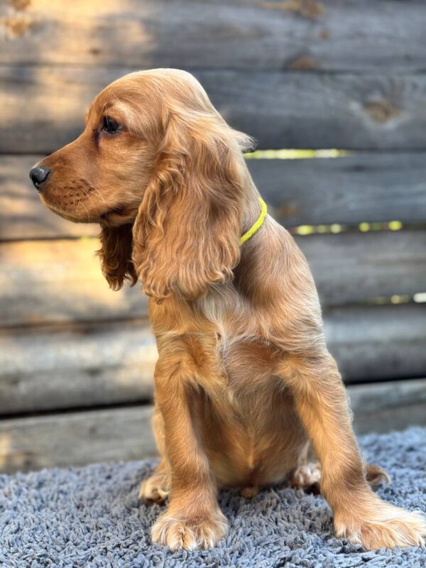Dorian English Cocker Spaniel Dorian English Cocker Spaniel