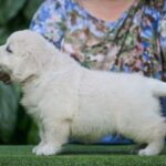 Dream-male-Retriever-puppy-for-sale-1