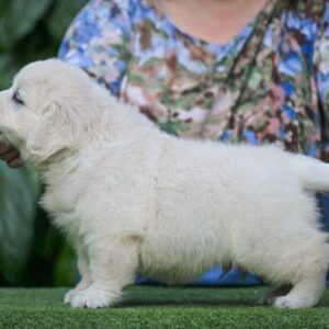 Dream Golden Retriever Dream Golden Retriever