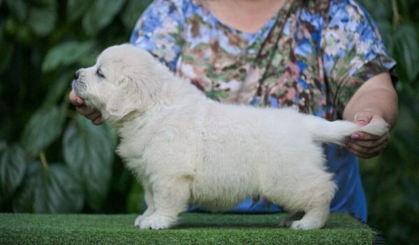 Dream Golden Retriever Dream Golden Retriever
