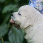 Dream-male-Retriever-puppy-for-sale-2