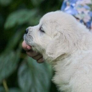 Dream Golden Retriever Dream Golden Retriever