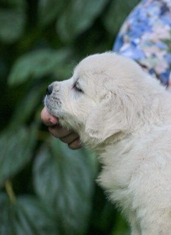 Dream Golden Retriever Dream Golden Retriever