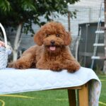 Empire-male-Poodle-puppy-for-sale-1