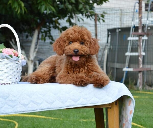 Empire Toy Poodle Empire Toy Poodle