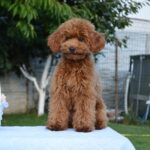 Empire-male-Poodle-puppy-for-sale-2