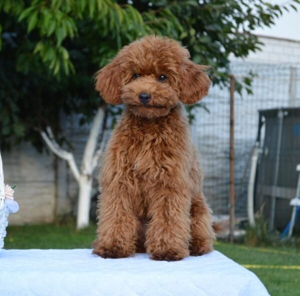 Empire Toy Poodle Empire Toy Poodle