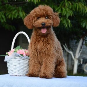 Empire Toy Poodle Empire Toy Poodle