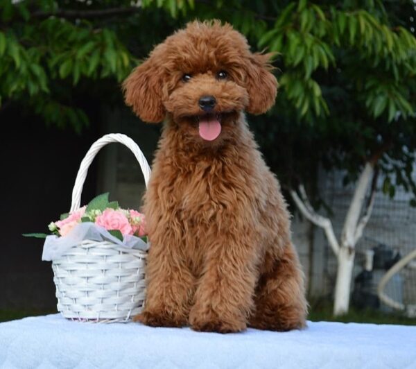 Empire Toy Poodle Empire Toy Poodle