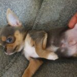 Falco-male-Chihuahua-puppy-for-sale-1