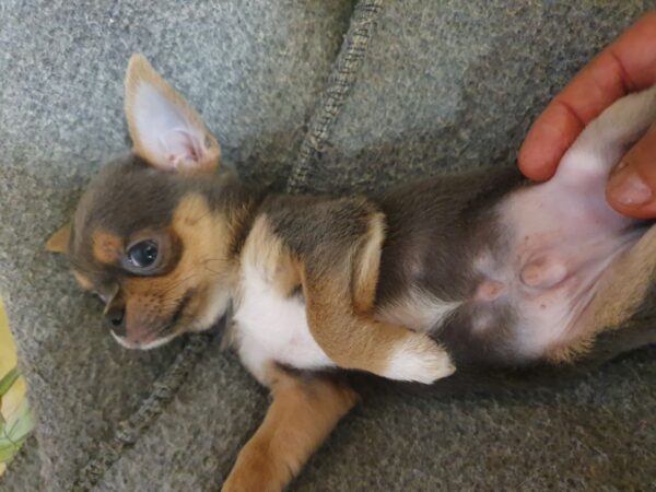 Falco Chihuahua Falco Chihuahua