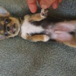 Falco-male-Chihuahua-puppy-for-sale-2