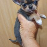 Falco-male-Chihuahua-puppy-for-sale-3