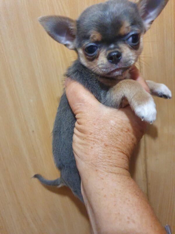 Falco Chihuahua Falco Chihuahua