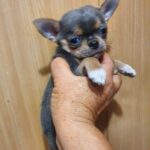 Falco-male-Chihuahua-puppy-for-sale-4