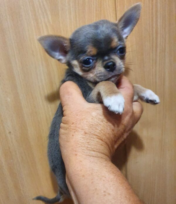 Falco Chihuahua Falco Chihuahua