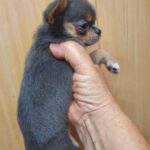 Falco-male-Chihuahua-puppy-for-sale-5