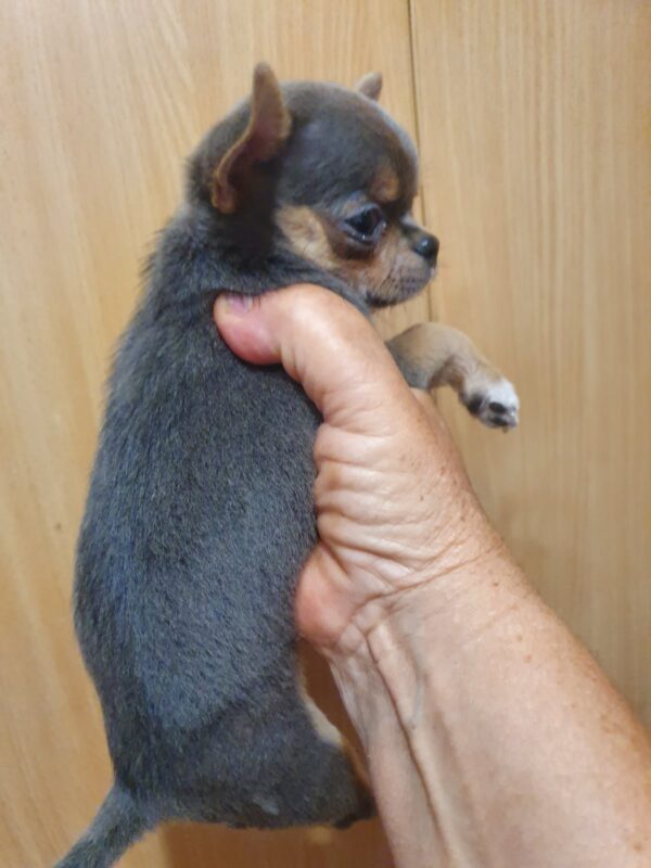 Falco Chihuahua Falco Chihuahua
