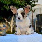 Fayden-male-Corgi-puppy-for-sale-1